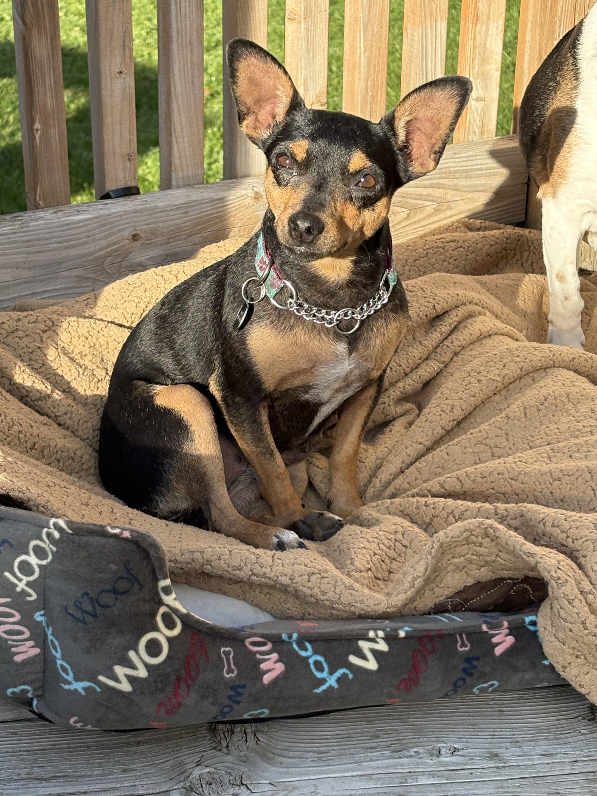 Enlarge Catrina, a Adoptable mixed breed in Sunderland, ON image 1/6