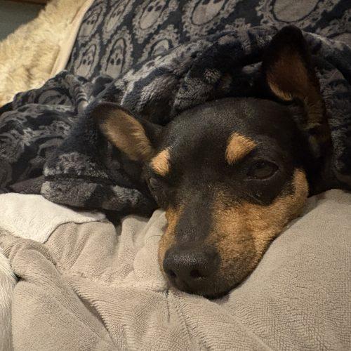 Enlarge Catrina, a Adoptable mixed breed in Sunderland, ON image 2/6
