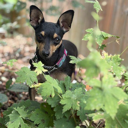 Enlarge Catrina, a Adoptable mixed breed in Sunderland, ON image 3/6