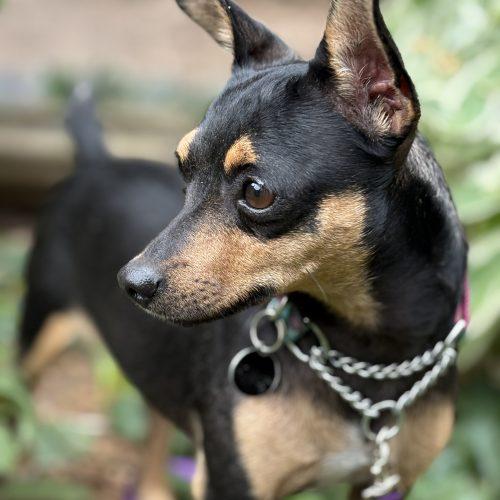 Enlarge Catrina, a Adoptable mixed breed in Sunderland, ON image 4/6