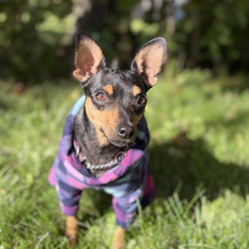 Enlarge Catrina, a Adoptable mixed breed in Sunderland, ON image 5/6