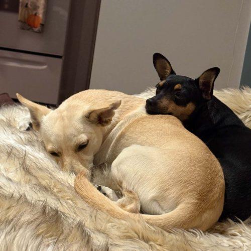 Enlarge Catrina, a Adoptable mixed breed in Sunderland, ON image 6/6