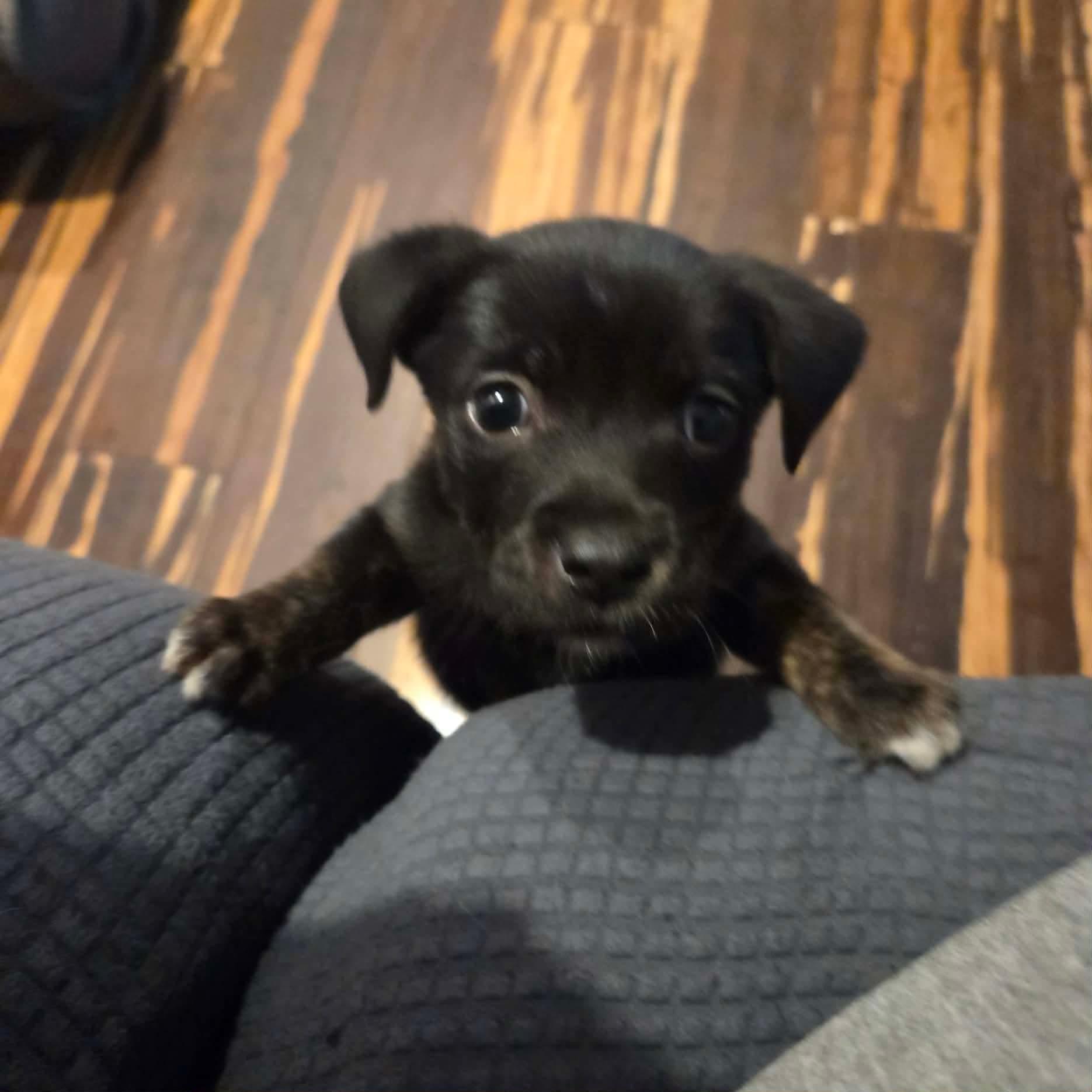 Martha May , Adoptable, Puppy Female Labrador Retriever.