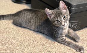 Ellie, Baby Female Domestic Short Hair