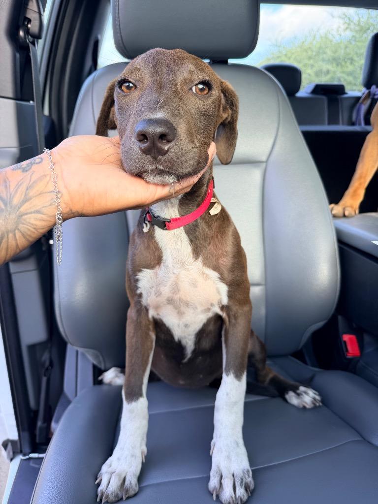 Juliet, Adoptable, Puppy Female Weimaraner & American Staffordshire Terrier.