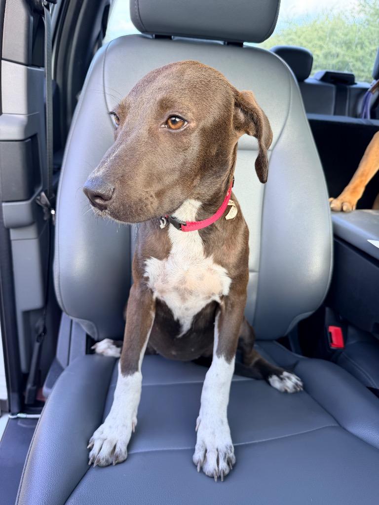 Enlarge Juliet, a Adoptable mixed breed in Rockport, TX image 2/3