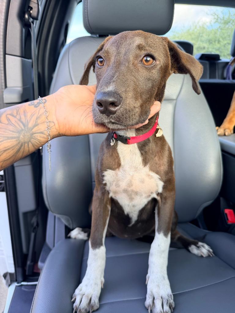 Enlarge Juliet, a Adoptable mixed breed in Rockport, TX image 3/3
