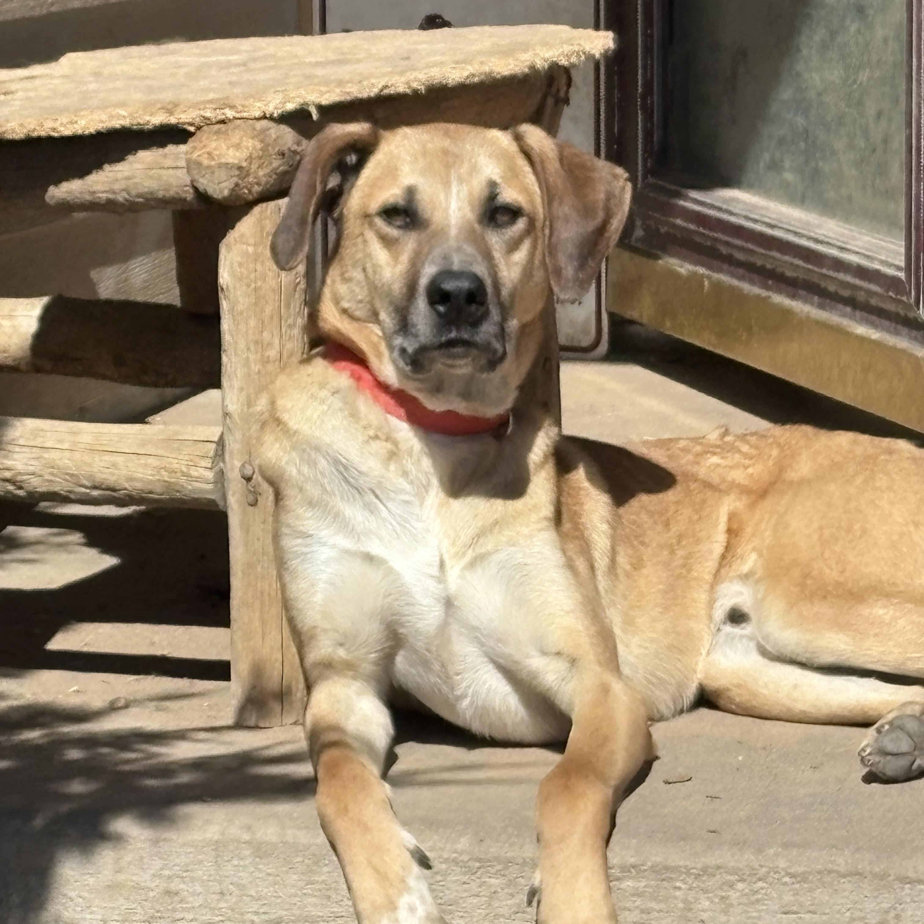 Enlarge Fin, a Adoptable Mixed Breed in Cheyenne, WY image 1/1