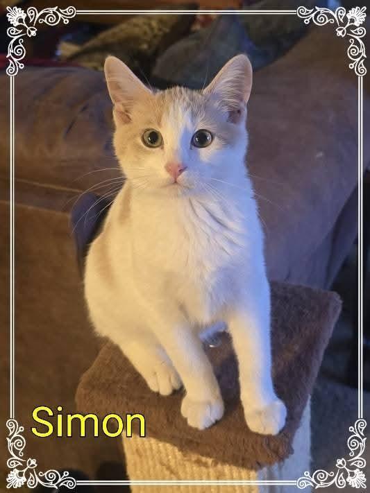Enlarge Simon, a Adoptable mixed breed in Miami, OK image 2/4