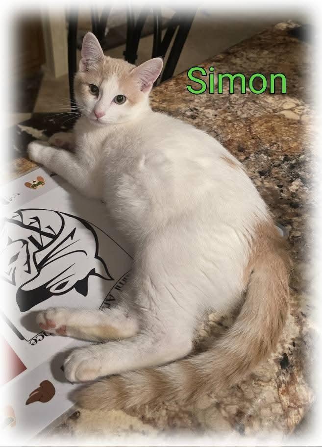 Enlarge Simon, a Adoptable mixed breed in Miami, OK image 3/4