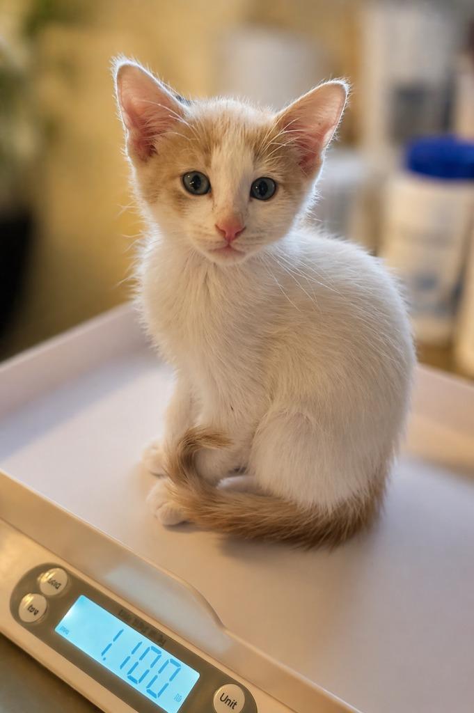 Enlarge Simon, a Adoptable mixed breed in Miami, OK image 4/4