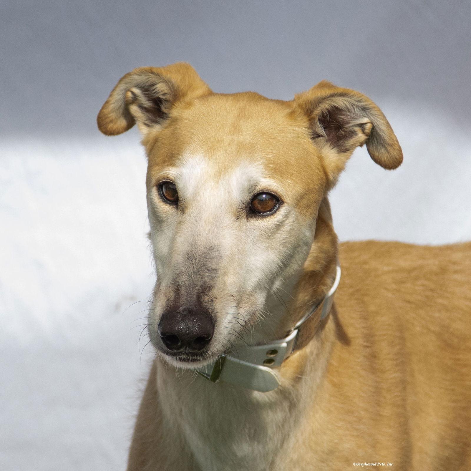 Pandora, Adoptable, Adult Female Greyhound.