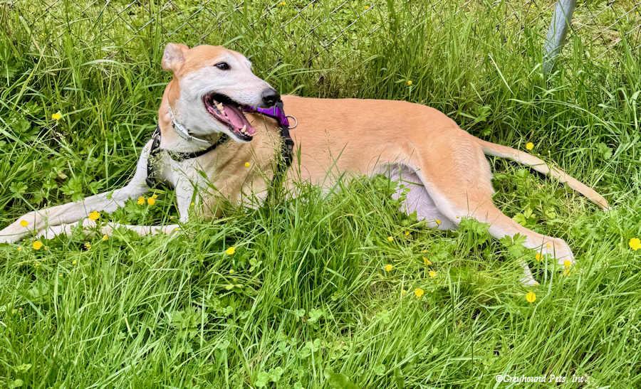 Pandora, a Adoptable Greyhound in Woodinville, WA image 2/4