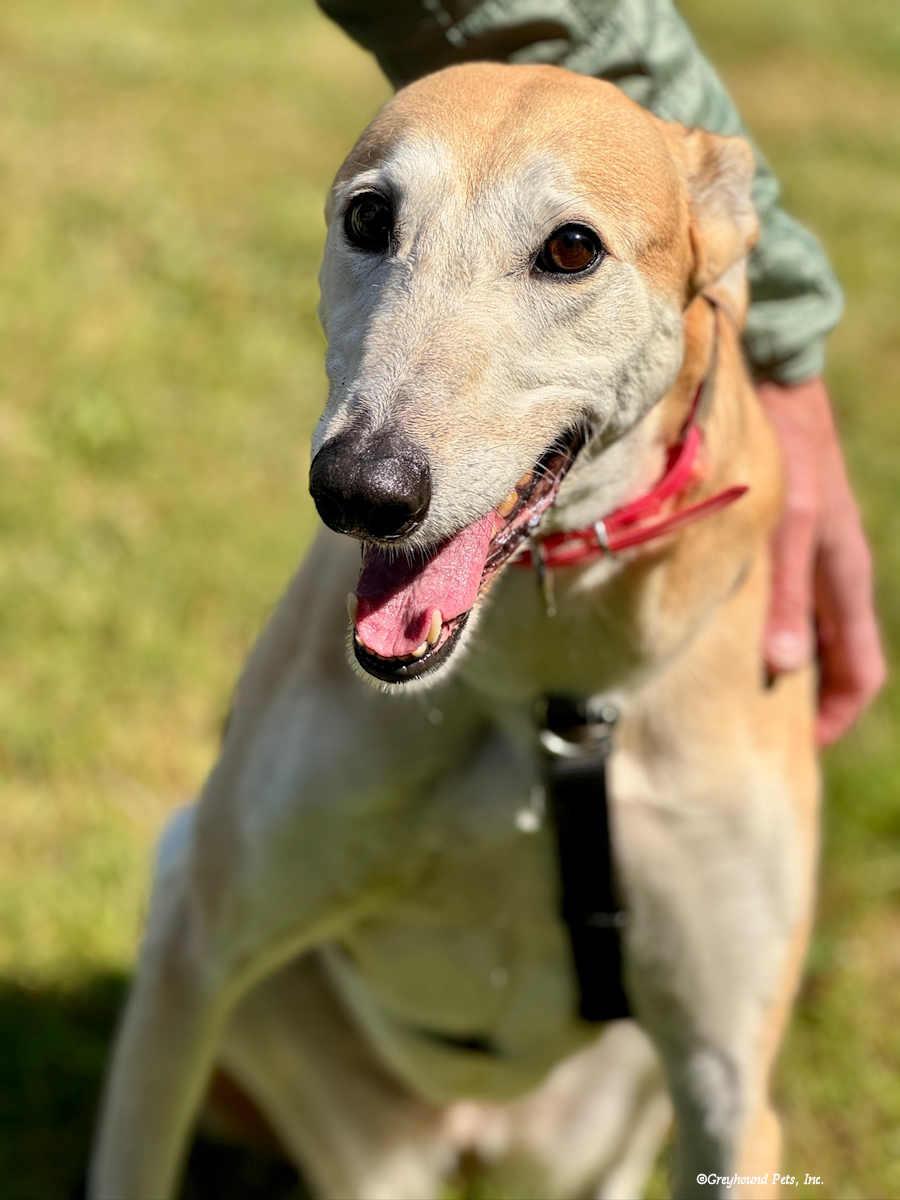 Pandora, a Adoptable Greyhound in Woodinville, WA image 3/4