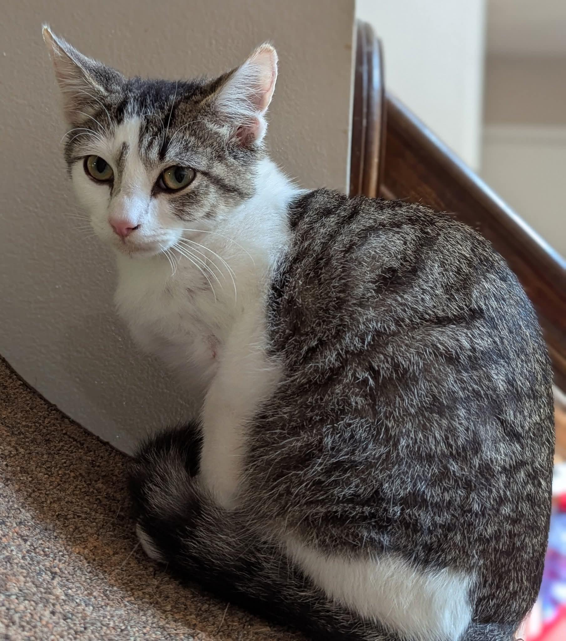 Lucky, a Adoptable mixed breed in Plain City, OH image 1/3