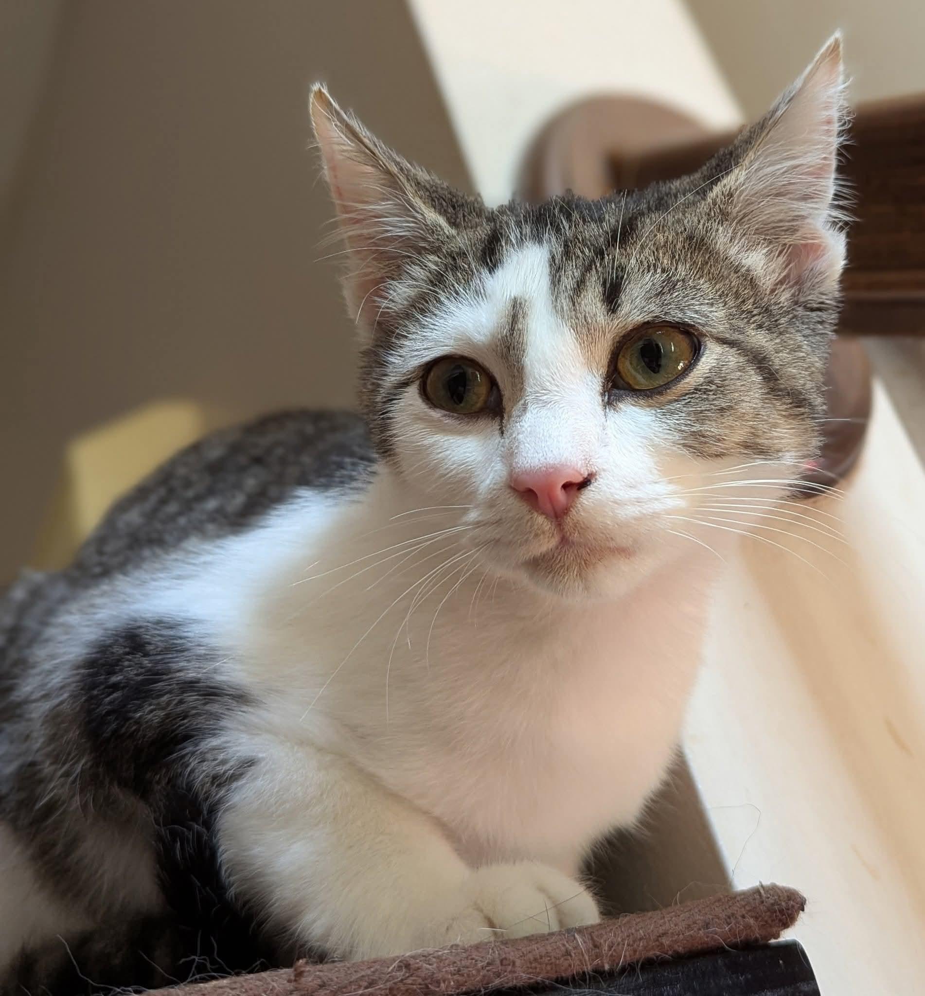 Lucky, a Adoptable mixed breed in Plain City, OH image 2/3