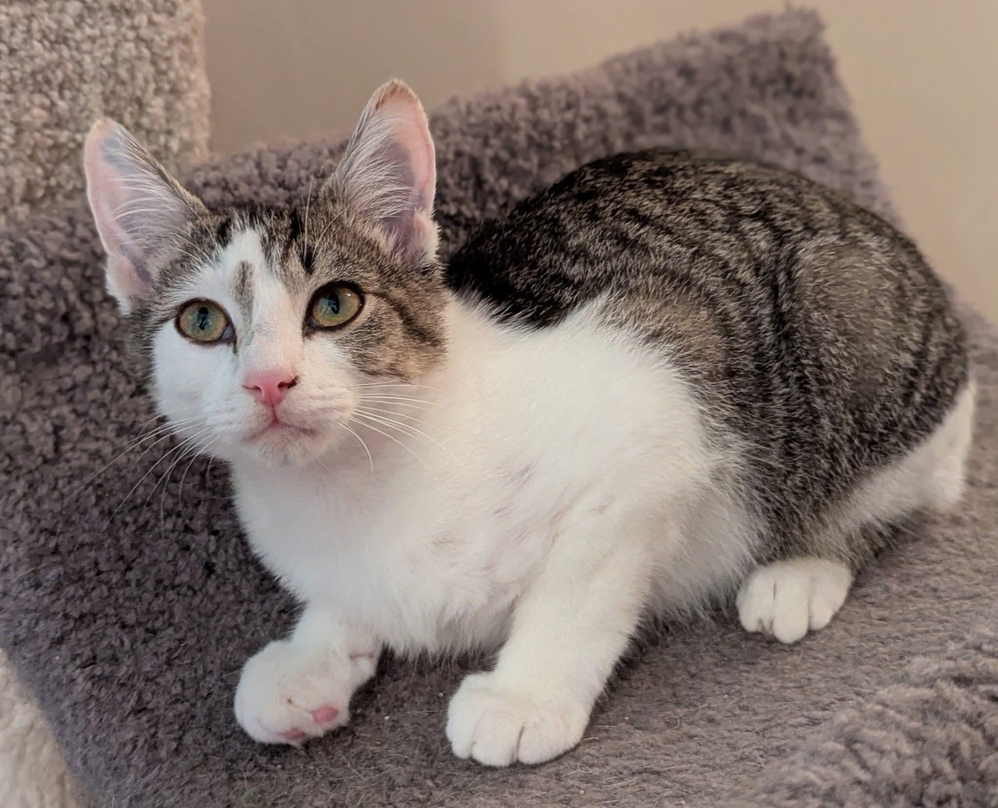 Lucky, a Adoptable mixed breed in Plain City, OH image 3/3