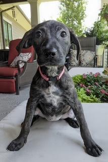 Reina, a ADOPTABLE mixed breed in South Portland, ME image 1/2