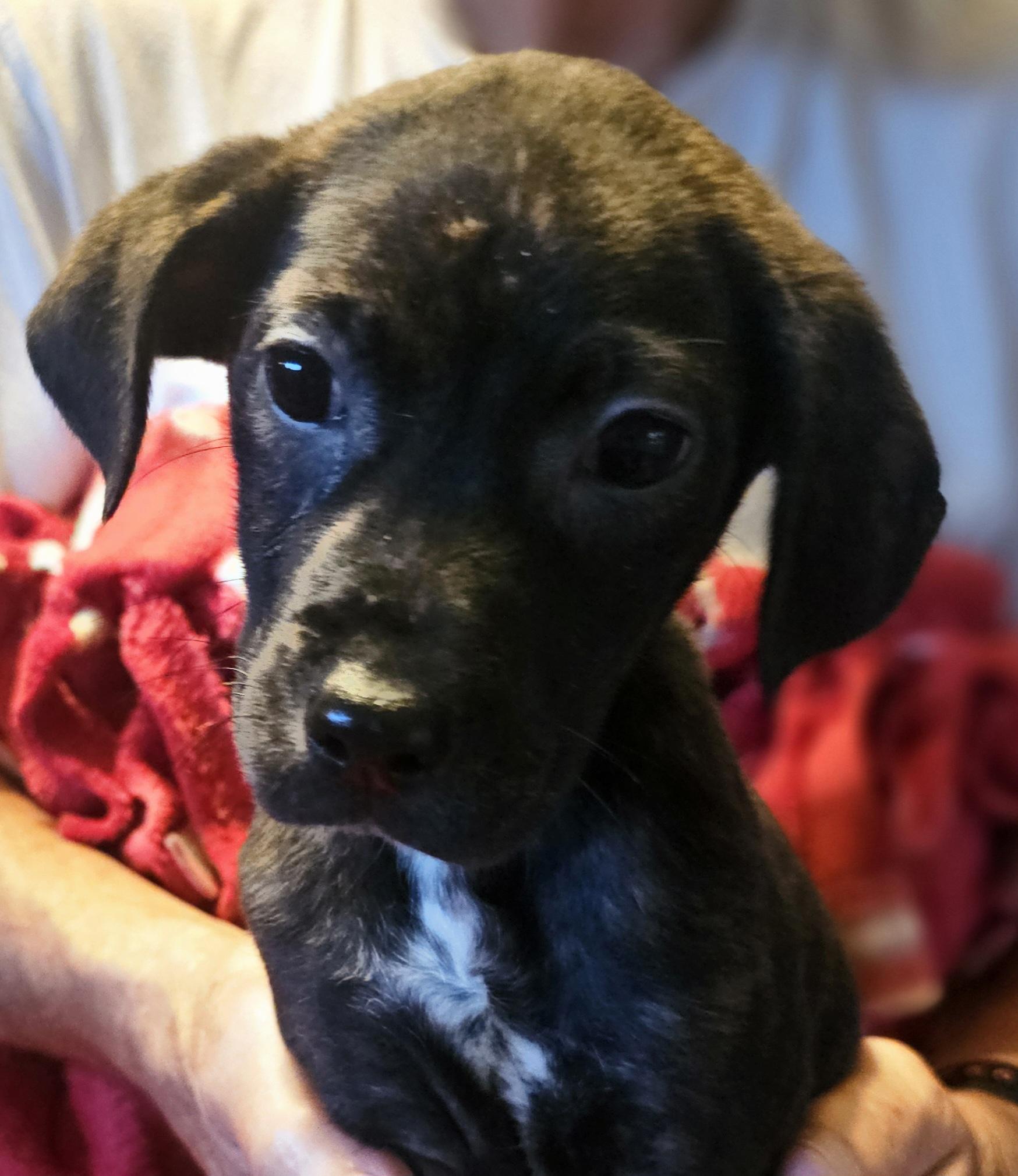 Reina, a ADOPTABLE mixed breed in South Portland, ME image 2/2