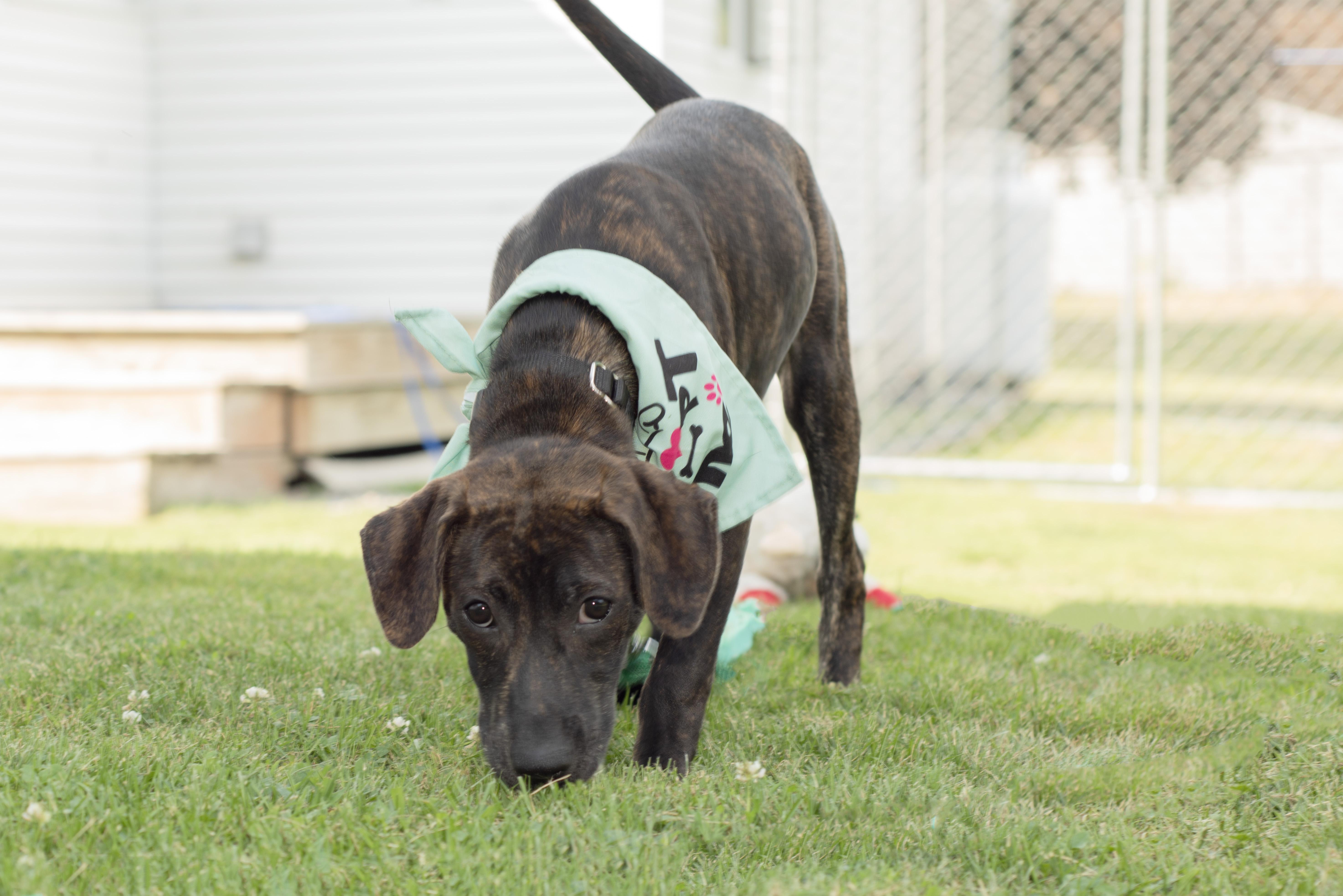 Reina SS, a ADOPTABLE mixed breed in Fairfield, ME image 6/6