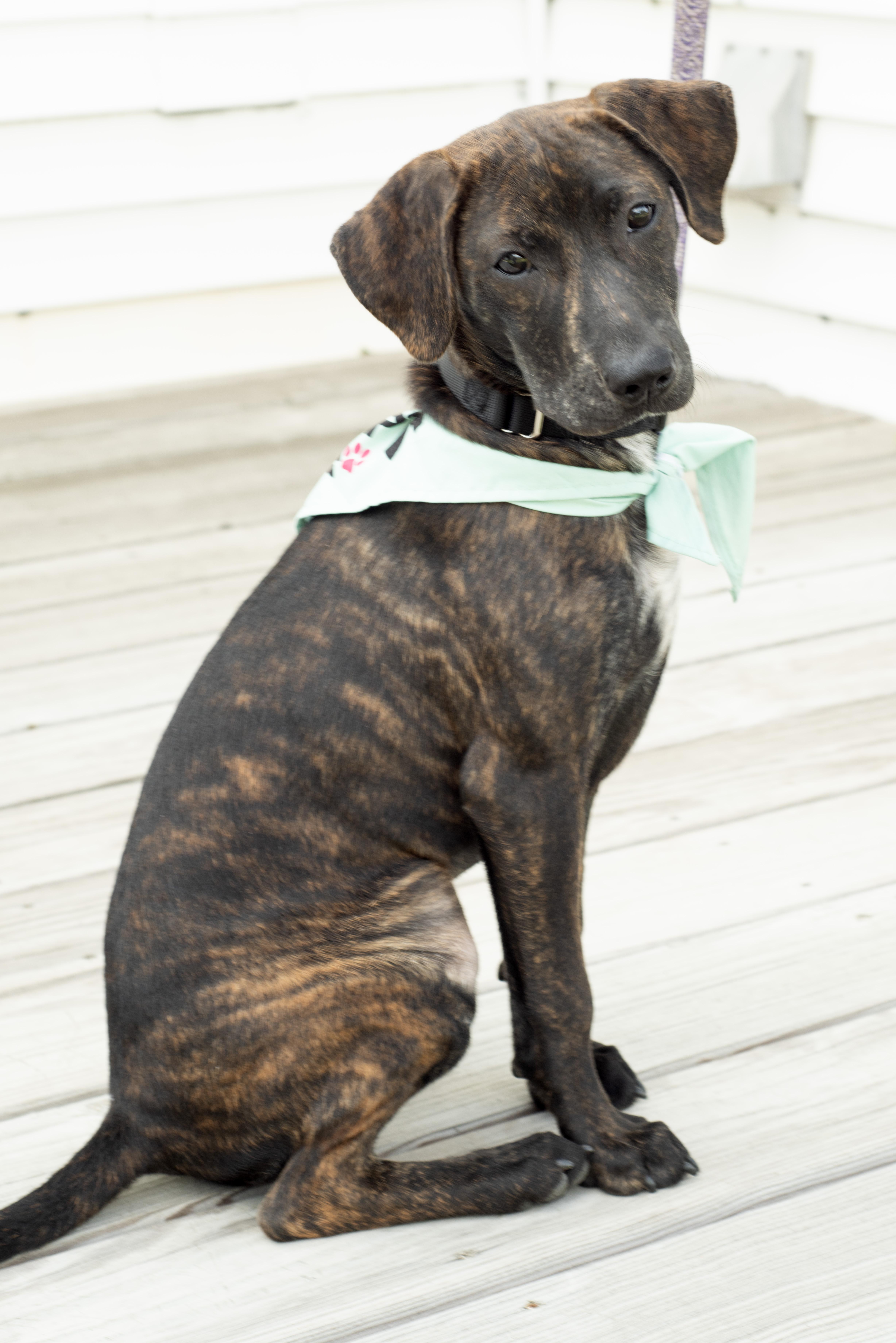 Reina SS, ADOPTABLE, Puppy Female Mixed Breed & Hound.