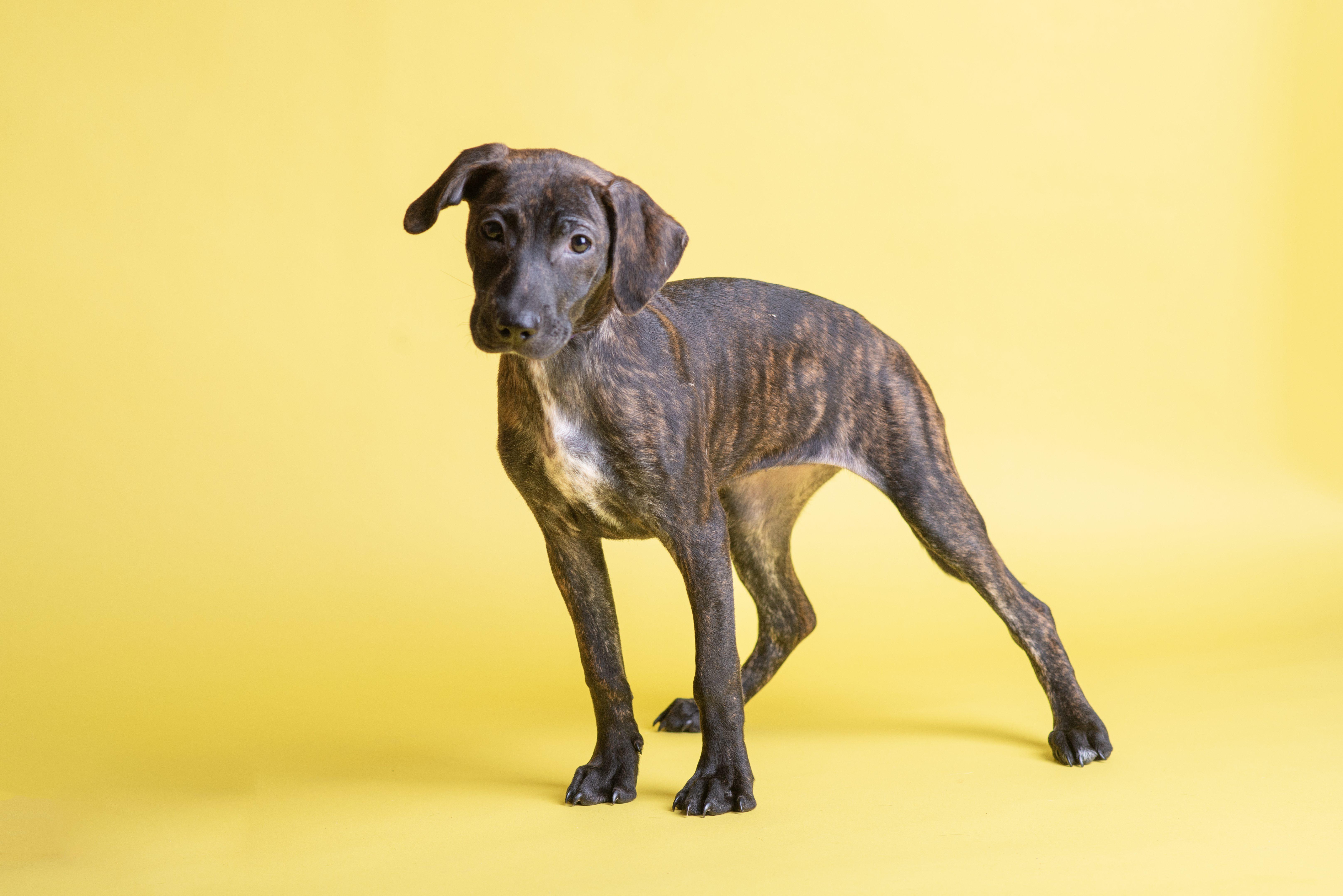Reina SS is in Maine, a ADOPTABLE mixed breed in Fairfield, ME image 4/5