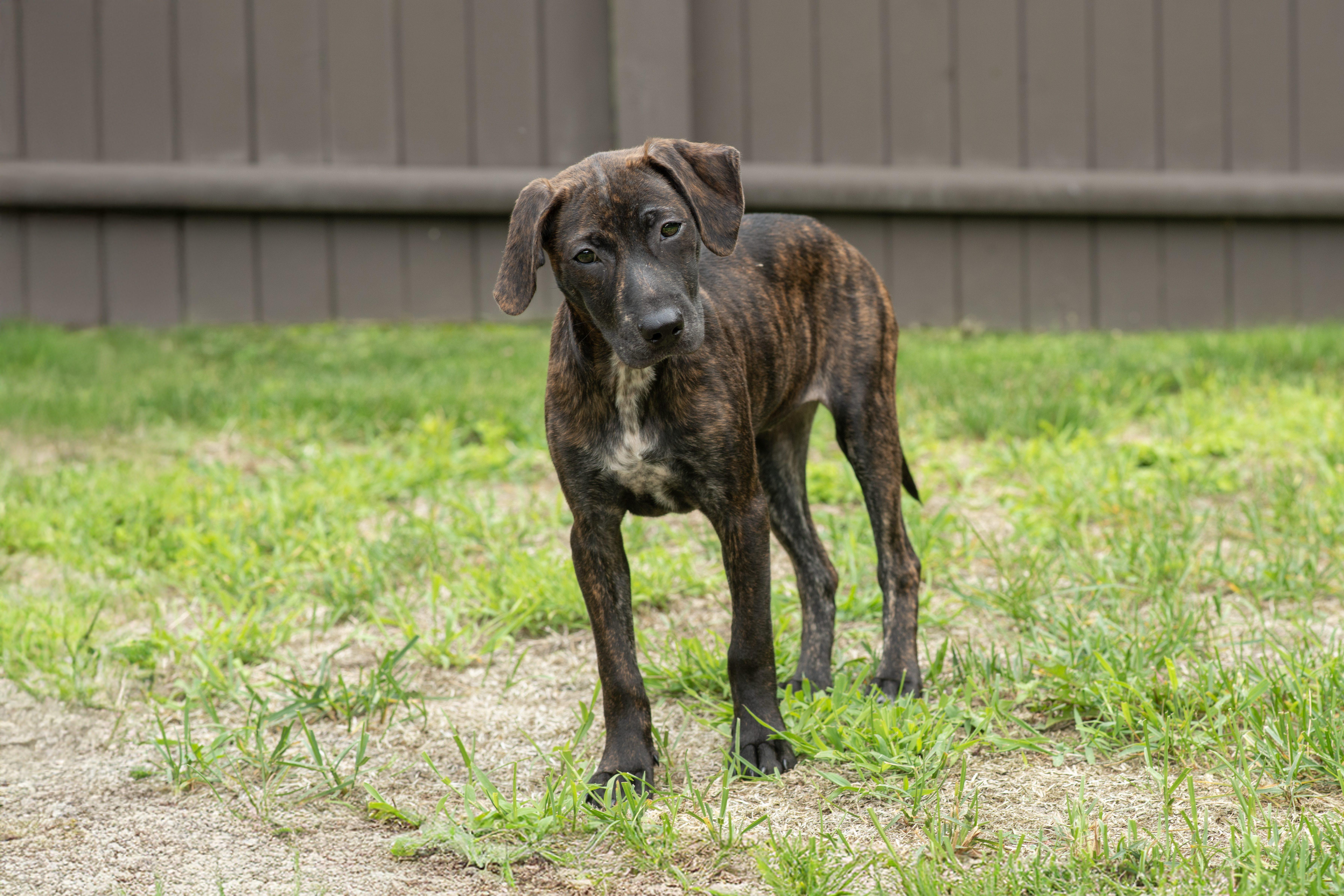 Reina SS is in Maine, a ADOPTABLE mixed breed in Fairfield, ME image 5/5