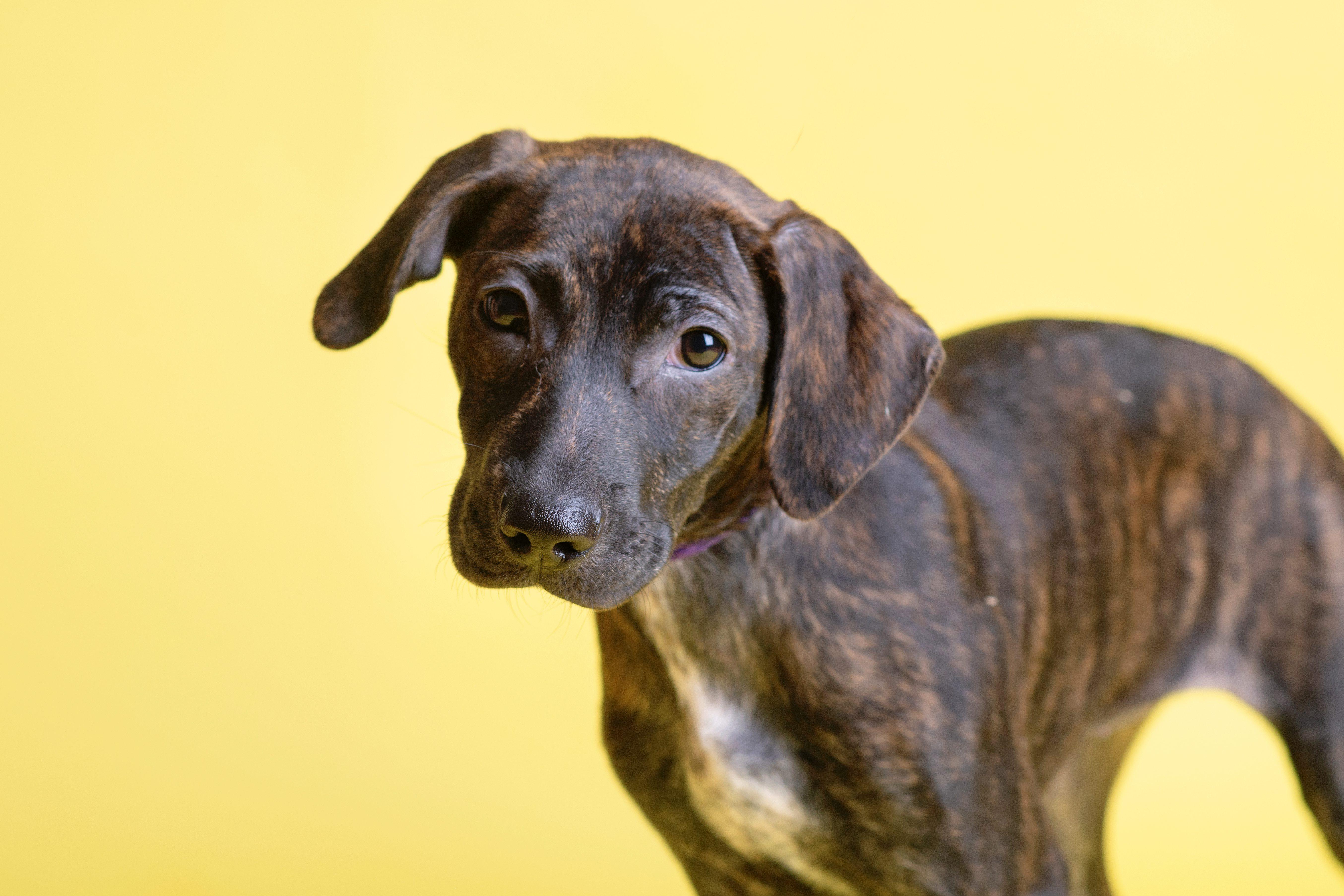 Reina SS is in Maine, a ADOPTABLE mixed breed in Fairfield, ME image 2/5