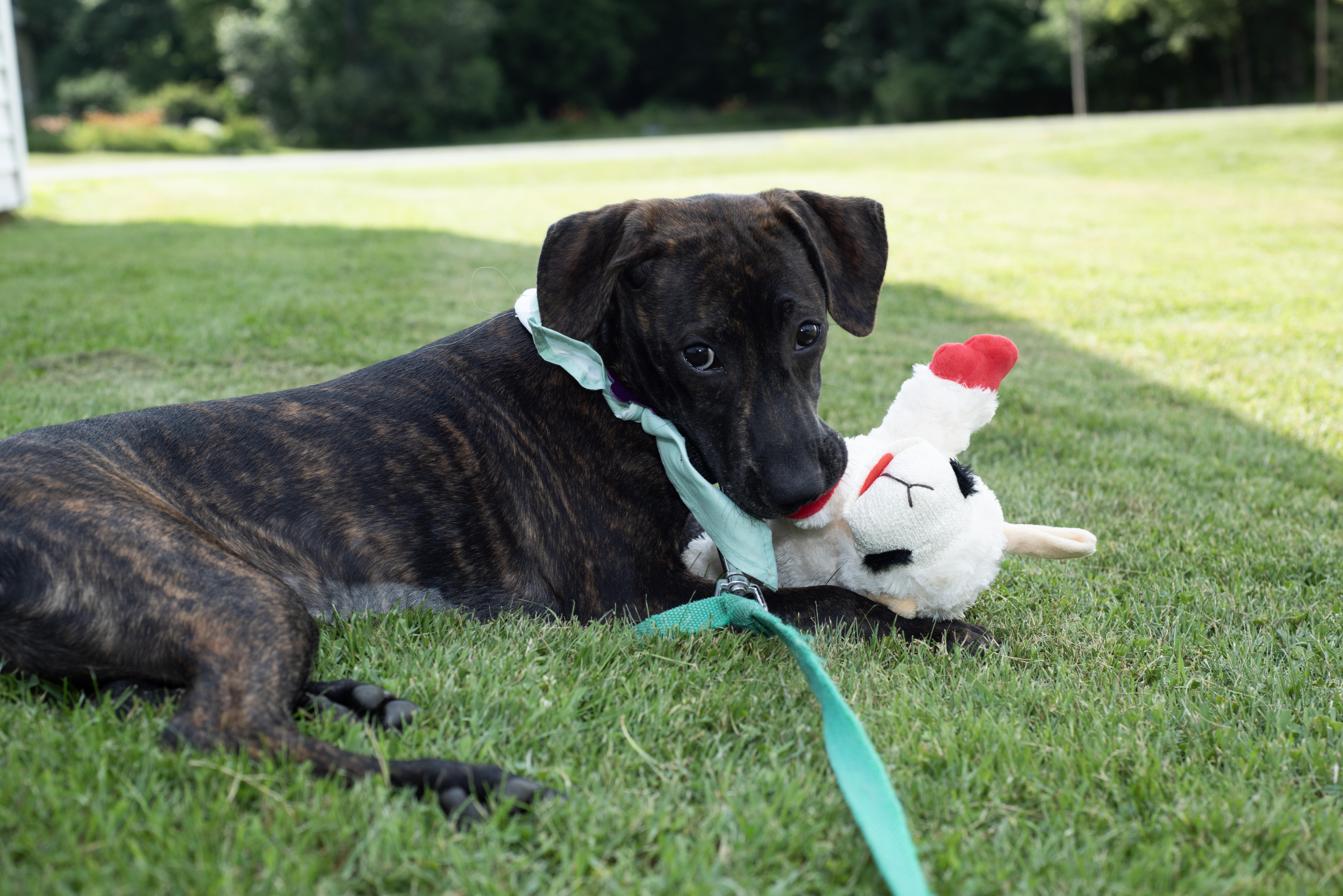 Reina SS, a ADOPTABLE mixed breed in Fairfield, ME image 5/6