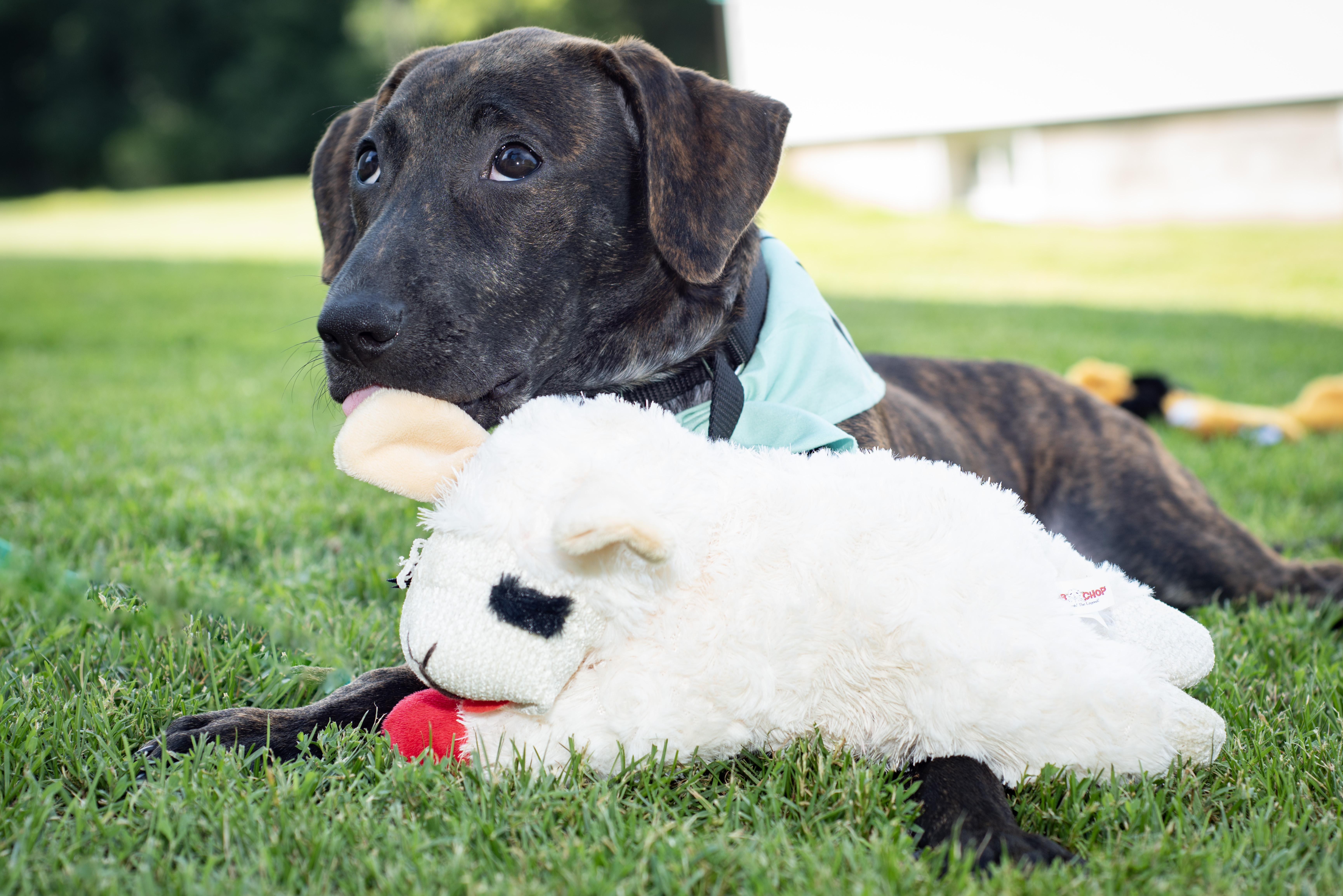 Reina is PENDING adoption, ADOPTABLE, Puppy Female Mixed Breed & Hound.