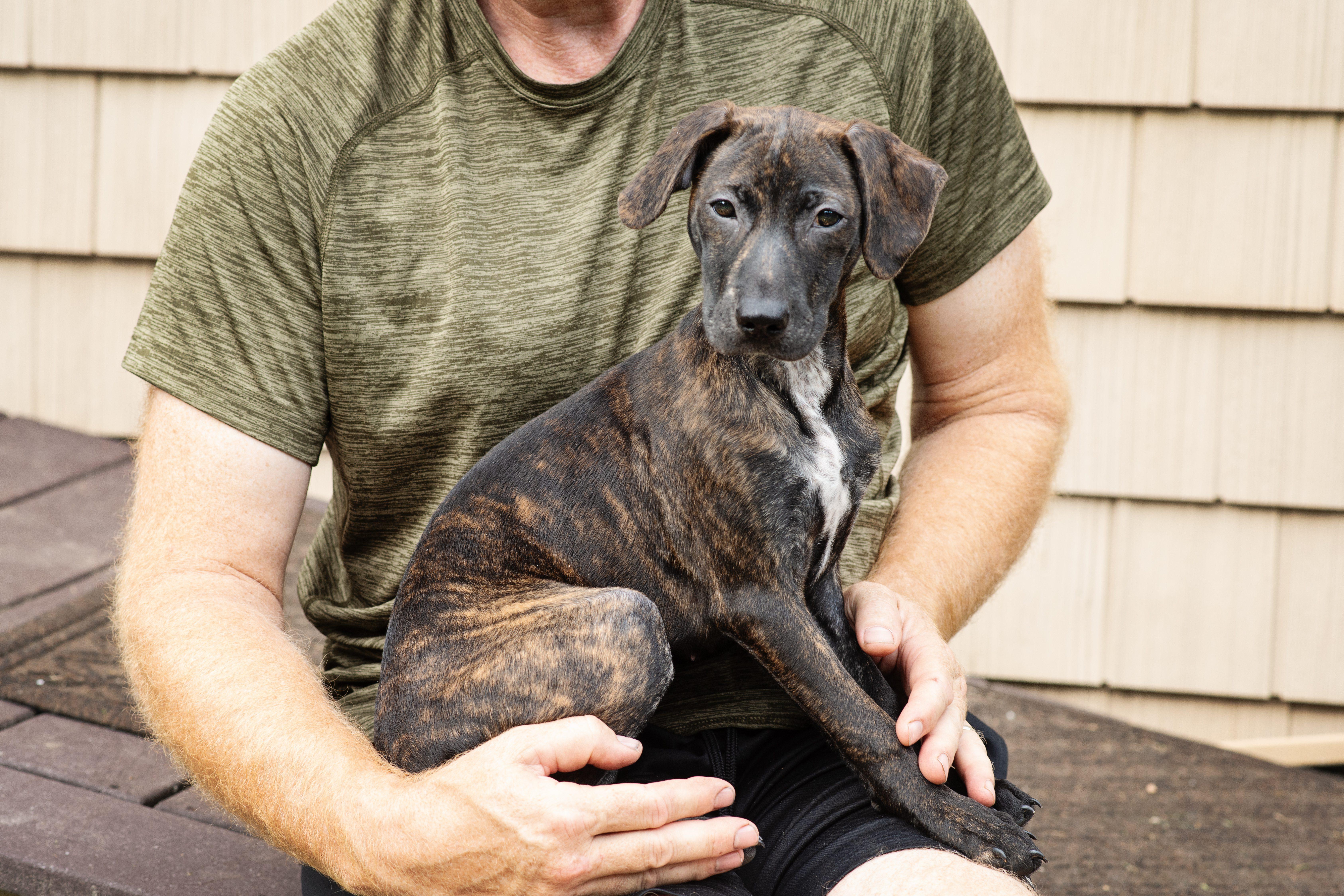 Reina SS is in Maine, a ADOPTABLE mixed breed in Fairfield, ME image 3/5