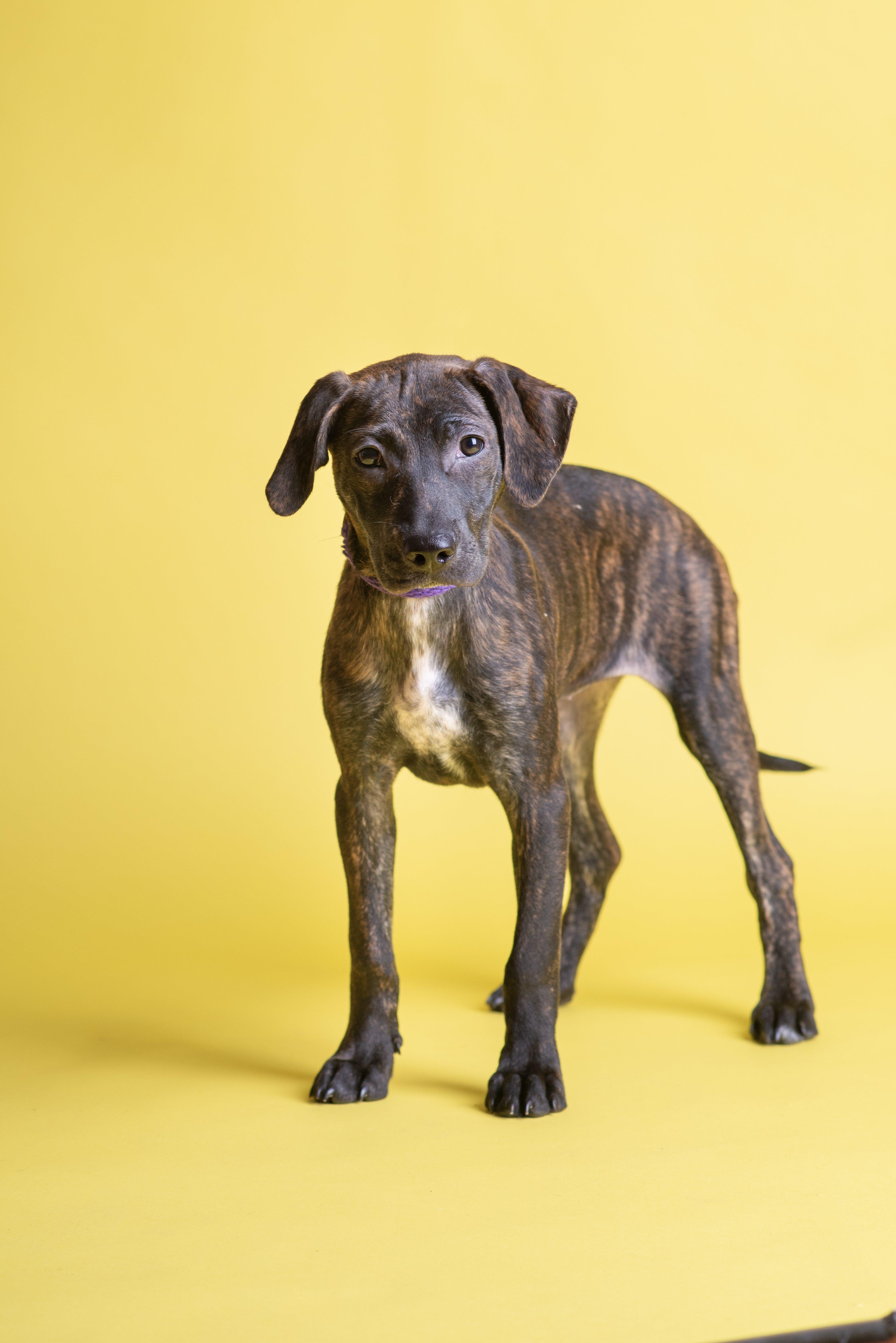 Reina SS is in Maine, ADOPTABLE, Puppy Female Mixed Breed & Hound.