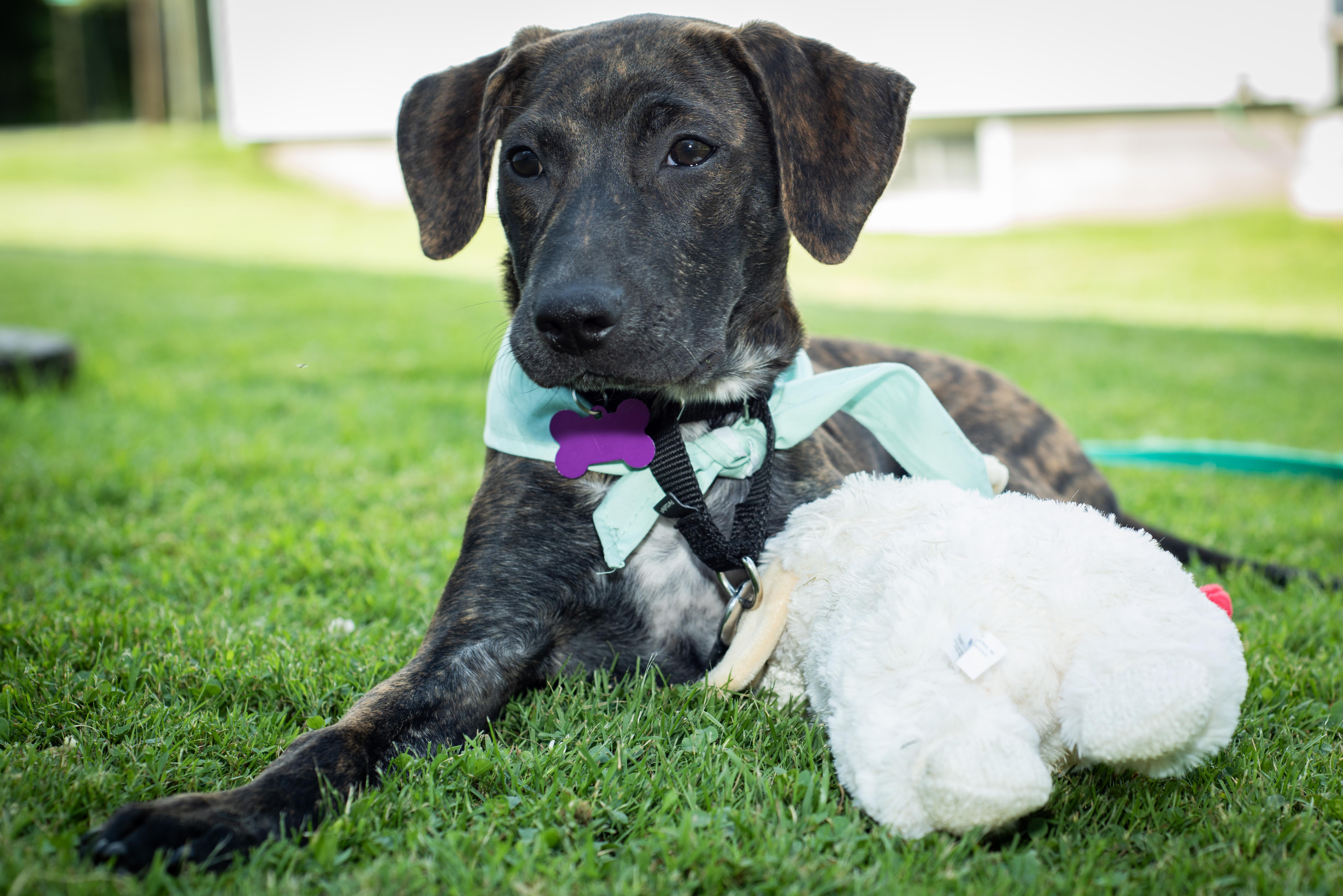 Reina SS, a ADOPTABLE mixed breed in Fairfield, ME image 2/6