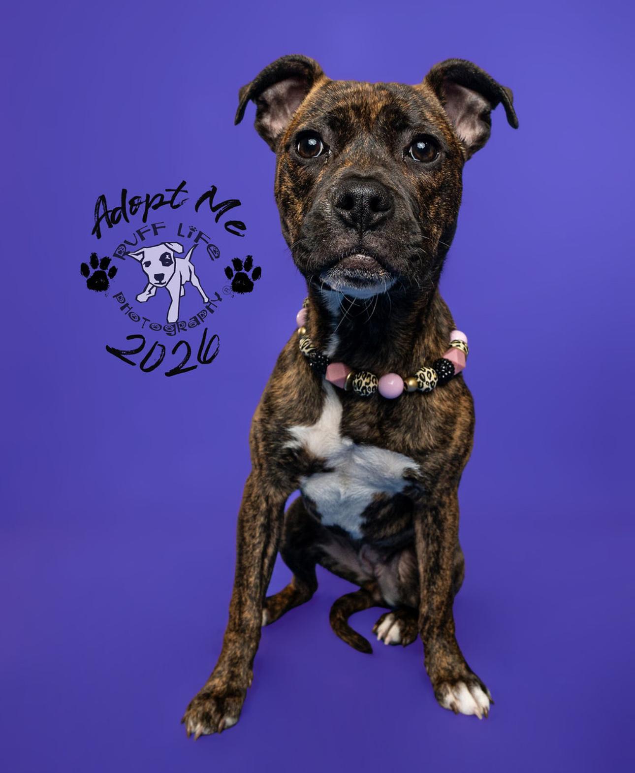 Henrietta, Adoptable, Young Female Pit Bull Terrier.