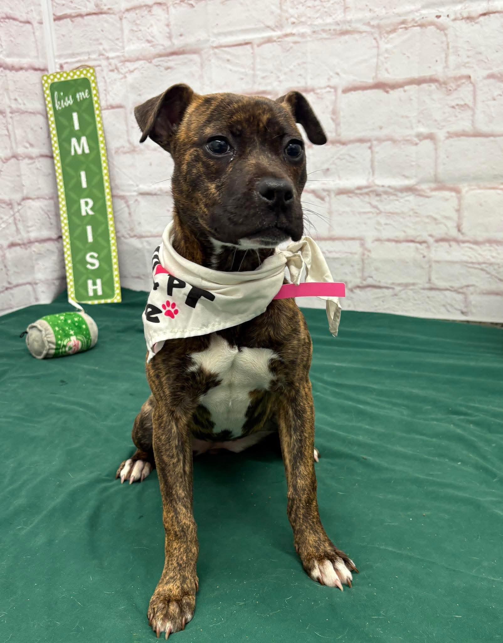 Enlarge Henrietta, a Adoptable Pit Bull Terrier in Troy, MI image 1/6