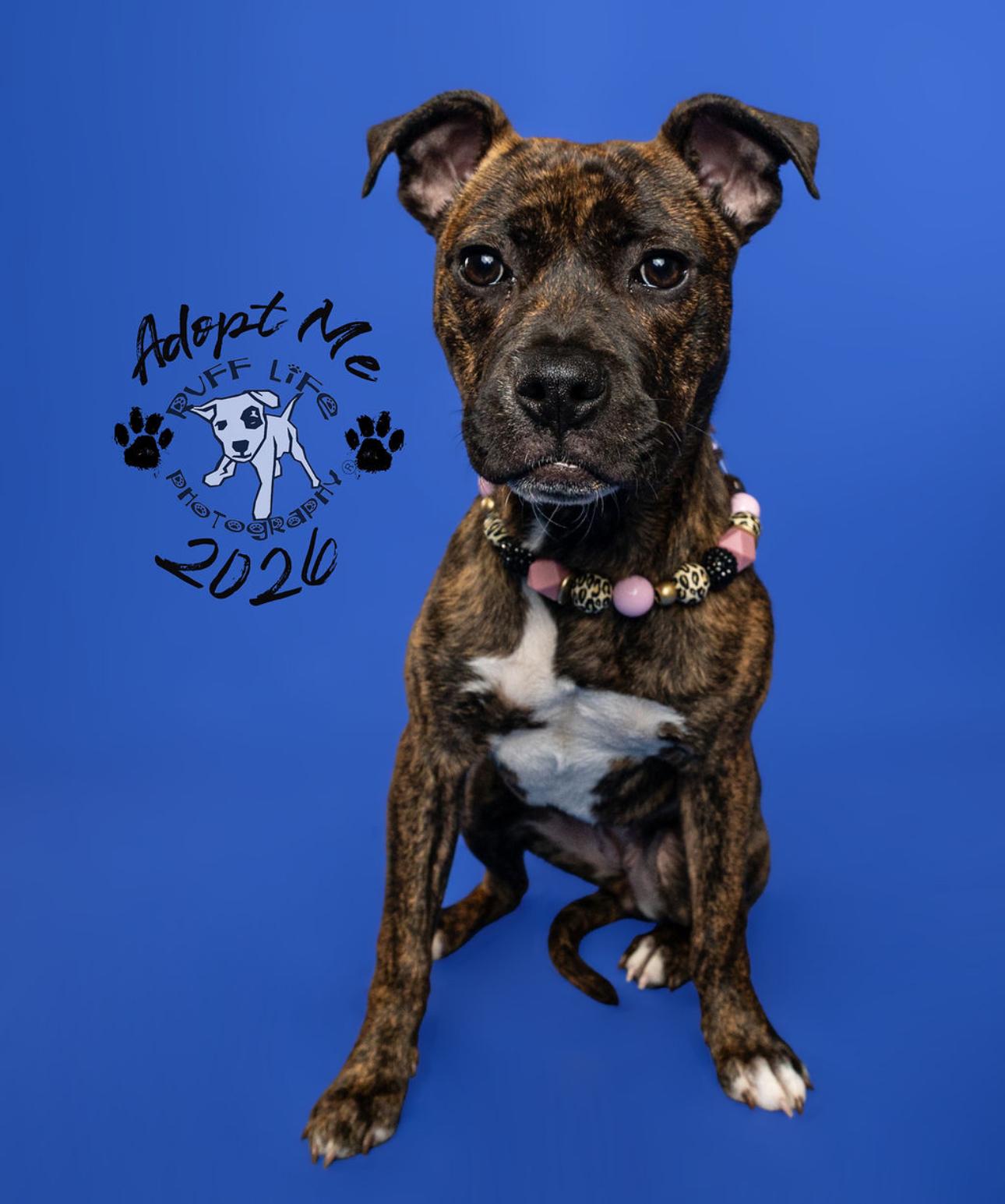 Enlarge Henrietta, a Adoptable Pit Bull Terrier in Troy, MI image 2/6