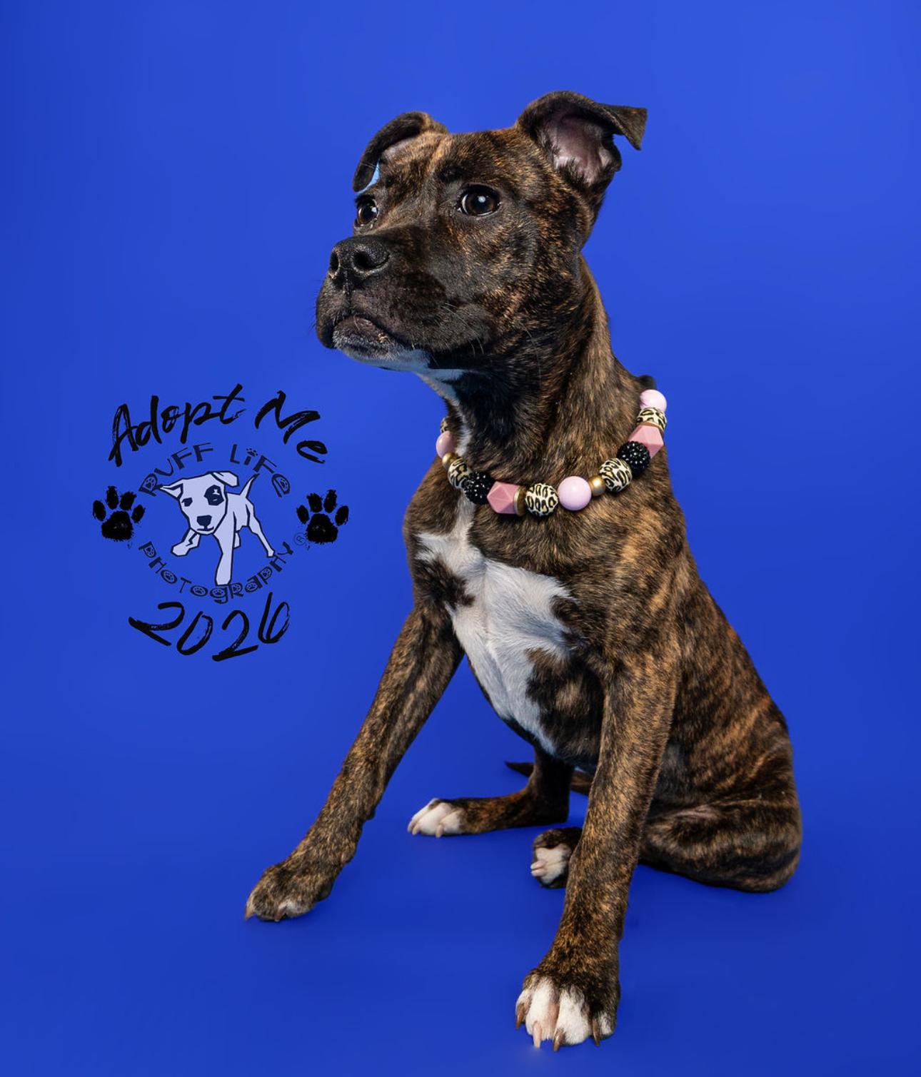 Enlarge Henrietta, a Adoptable Pit Bull Terrier in Troy, MI image 3/6