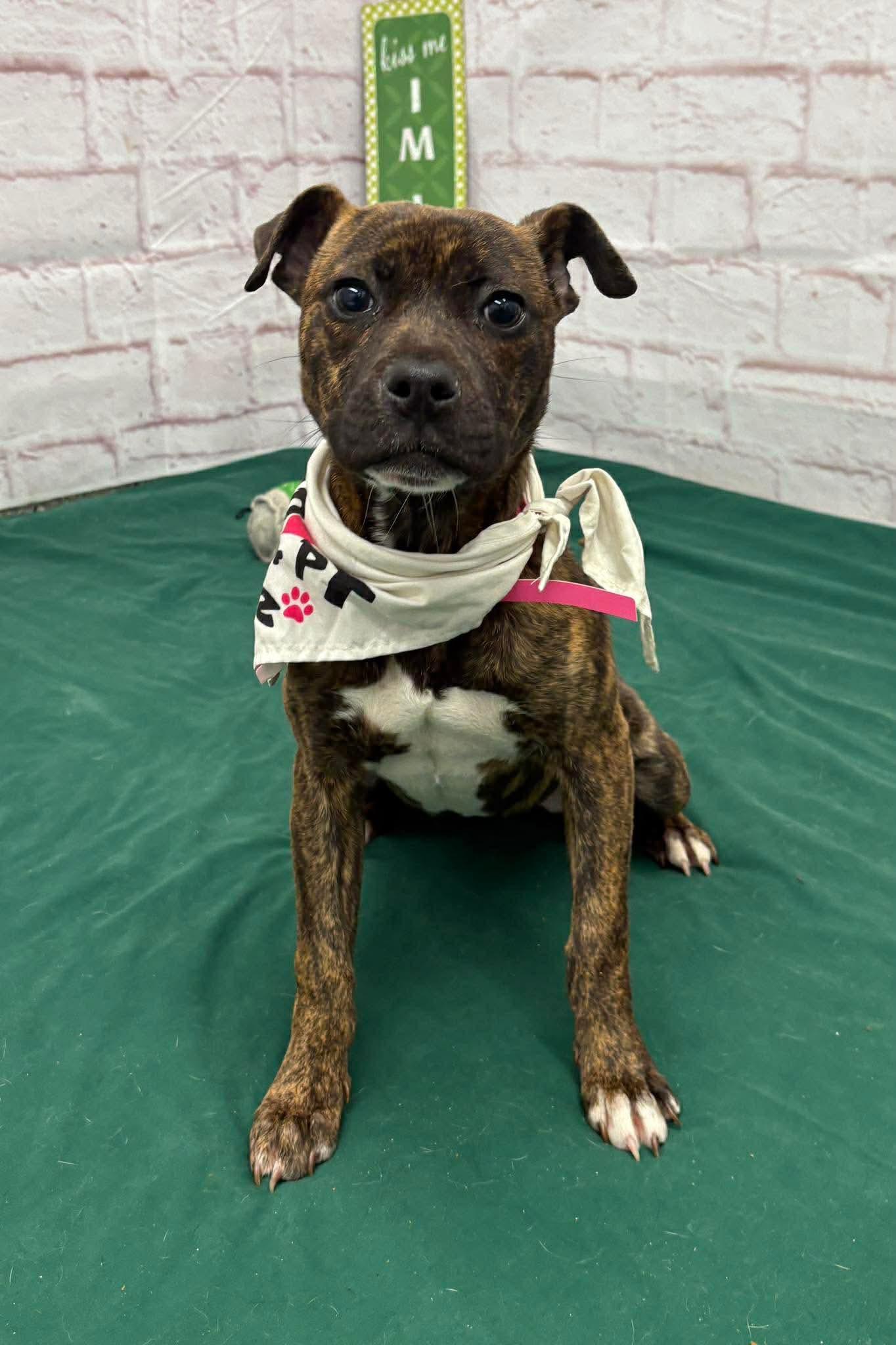 Enlarge Henrietta, a Adoptable Pit Bull Terrier in Troy, MI image 2/6