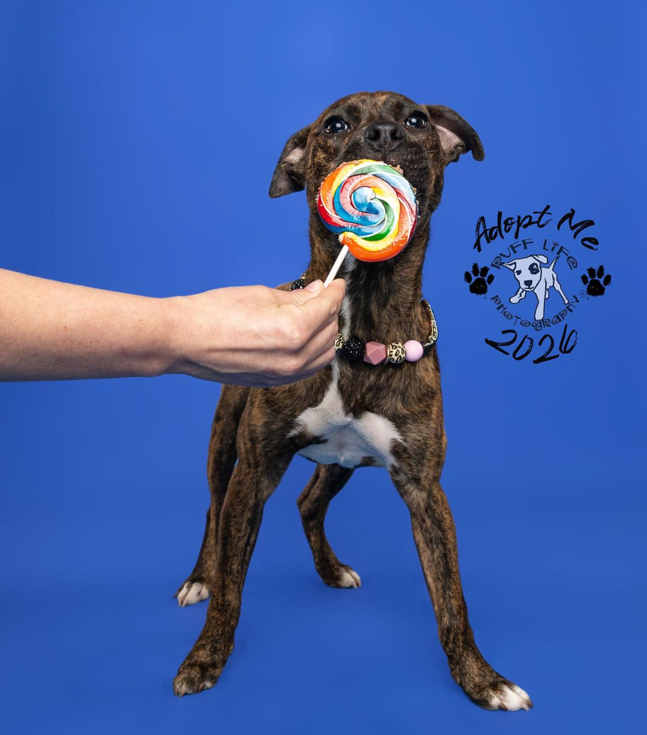 Enlarge Henrietta, a Adoptable Pit Bull Terrier in Troy, MI image 4/6