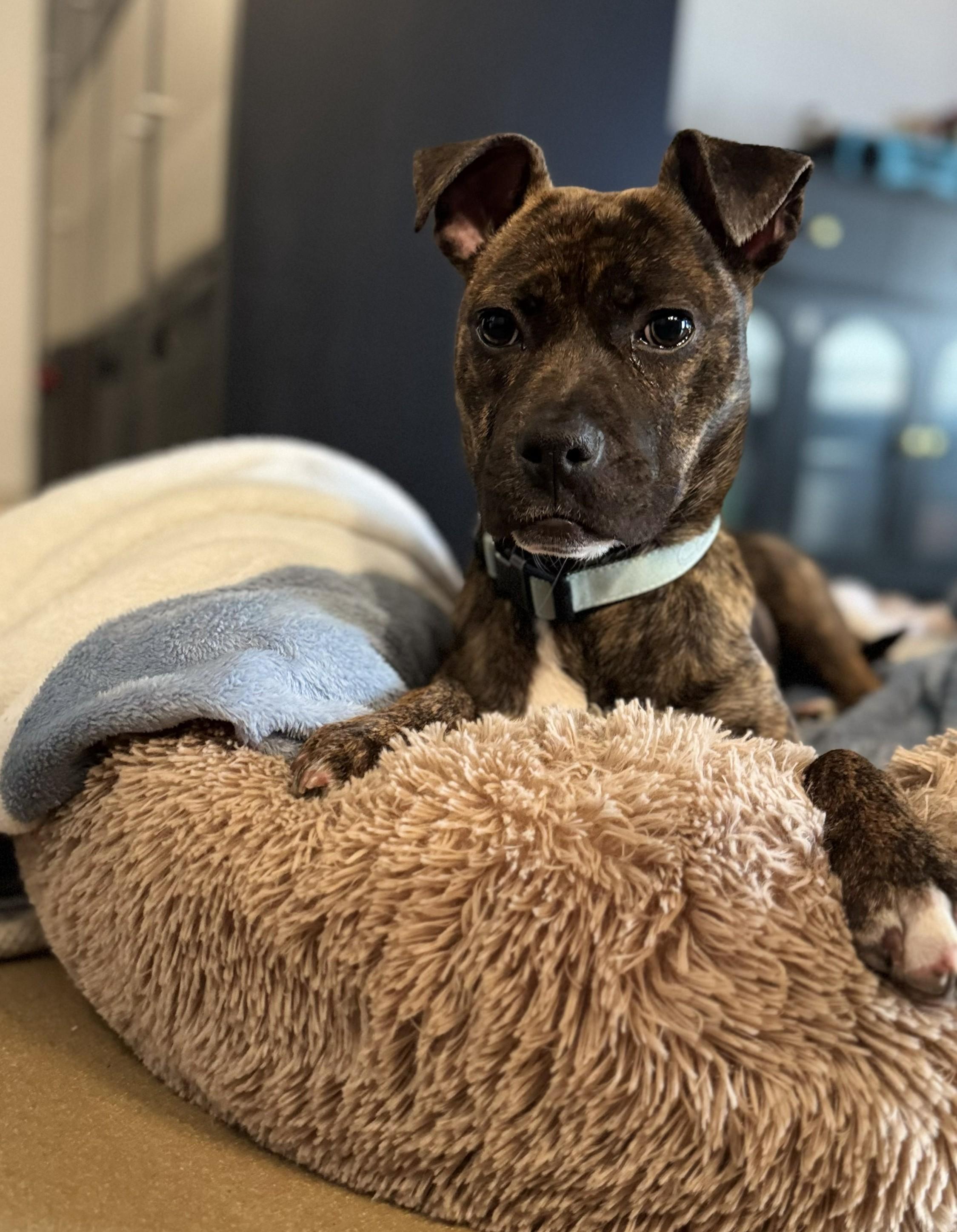 Enlarge Henrietta, a Adoptable Pit Bull Terrier in Troy, MI image 3/6
