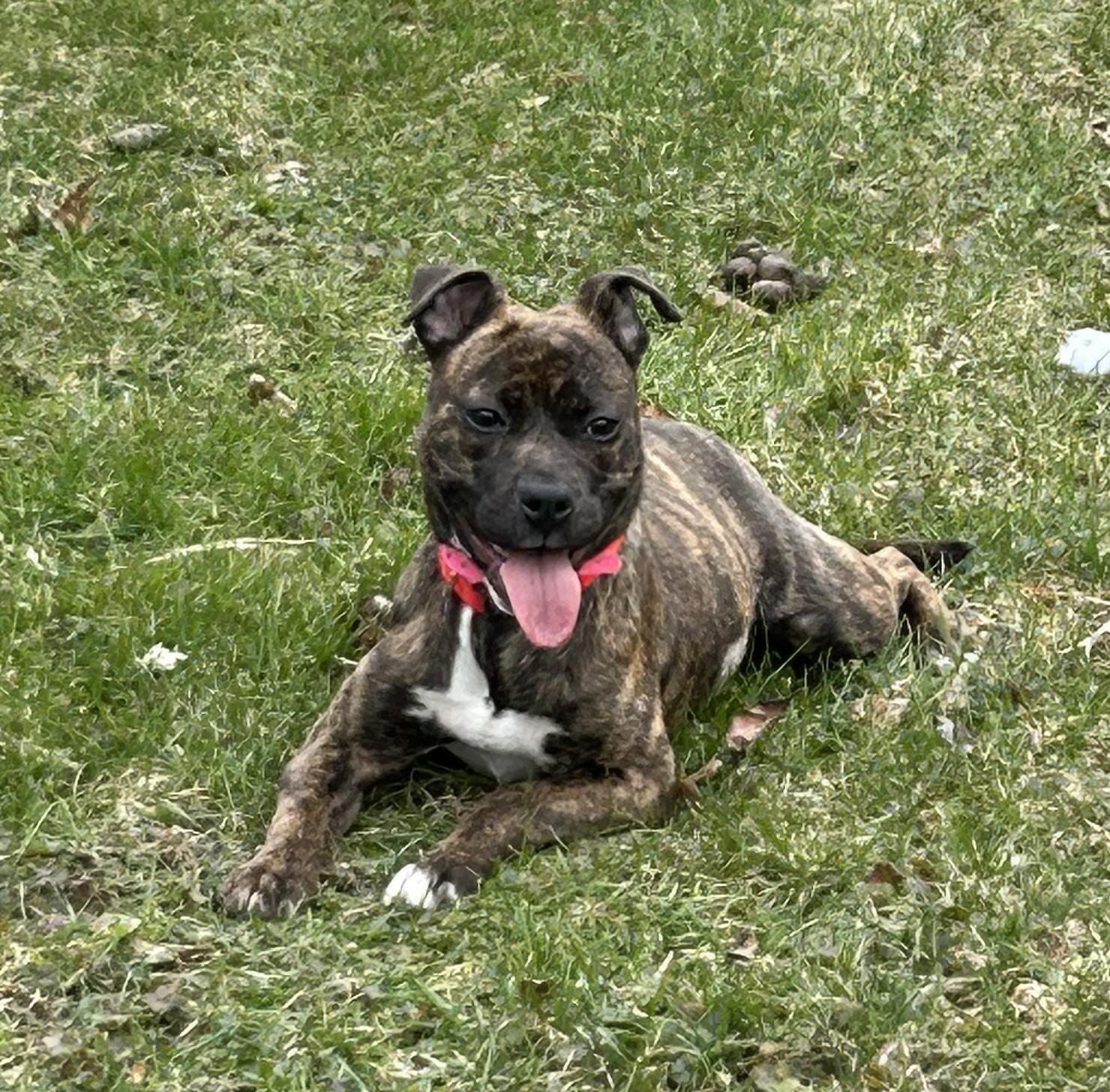 Enlarge Henrietta, a Adoptable Pit Bull Terrier in Troy, MI image 4/6