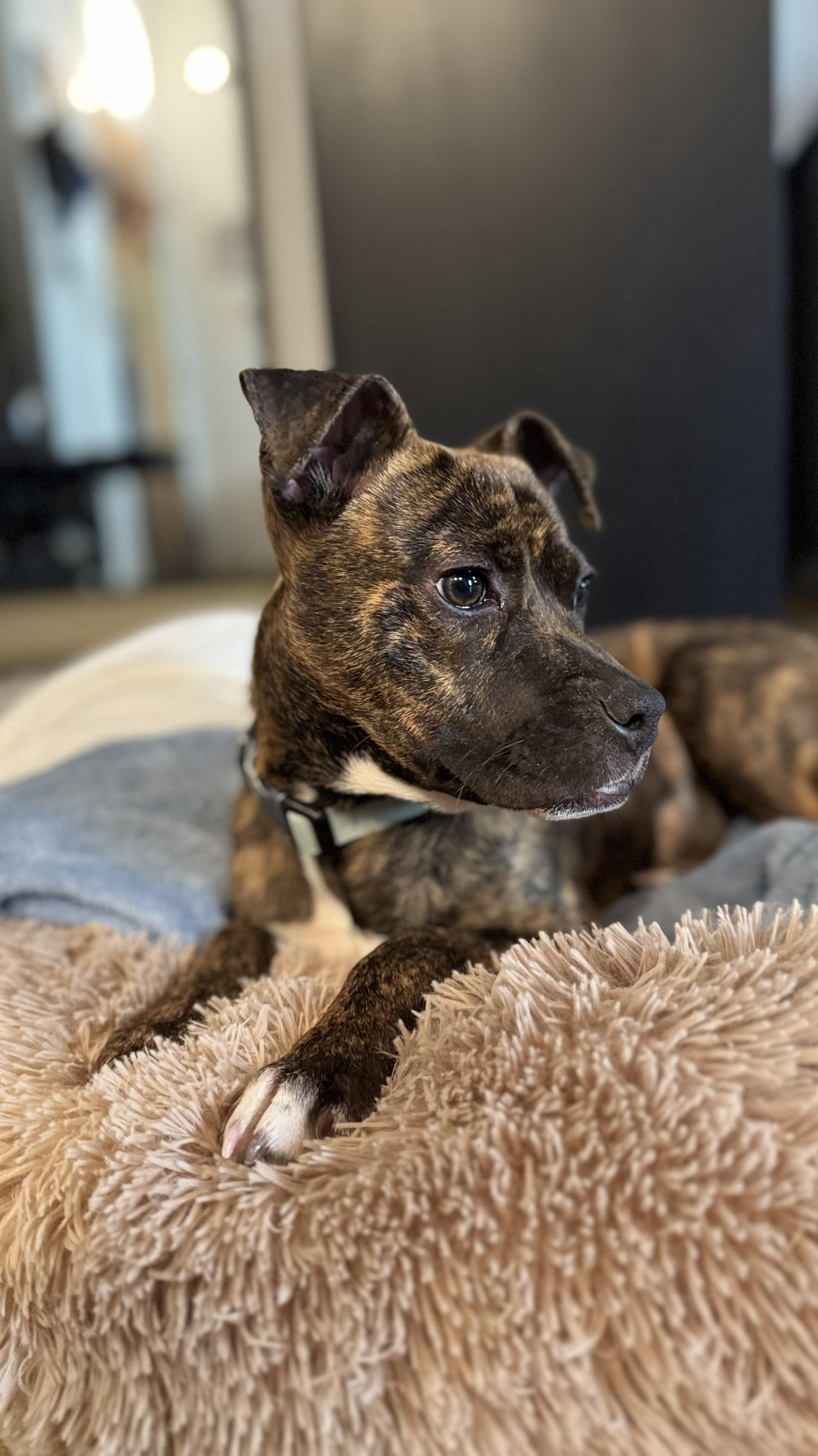 Enlarge Henrietta, a Adoptable Pit Bull Terrier in Troy, MI image 5/6