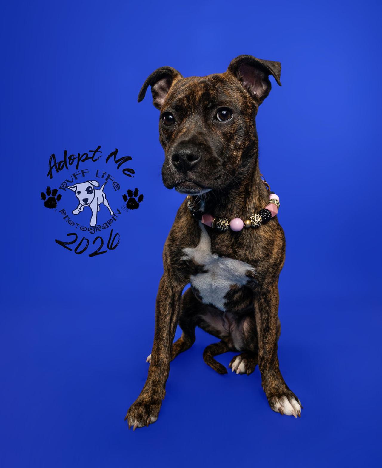Enlarge Henrietta, a Adoptable Pit Bull Terrier in Troy, MI image 5/6
