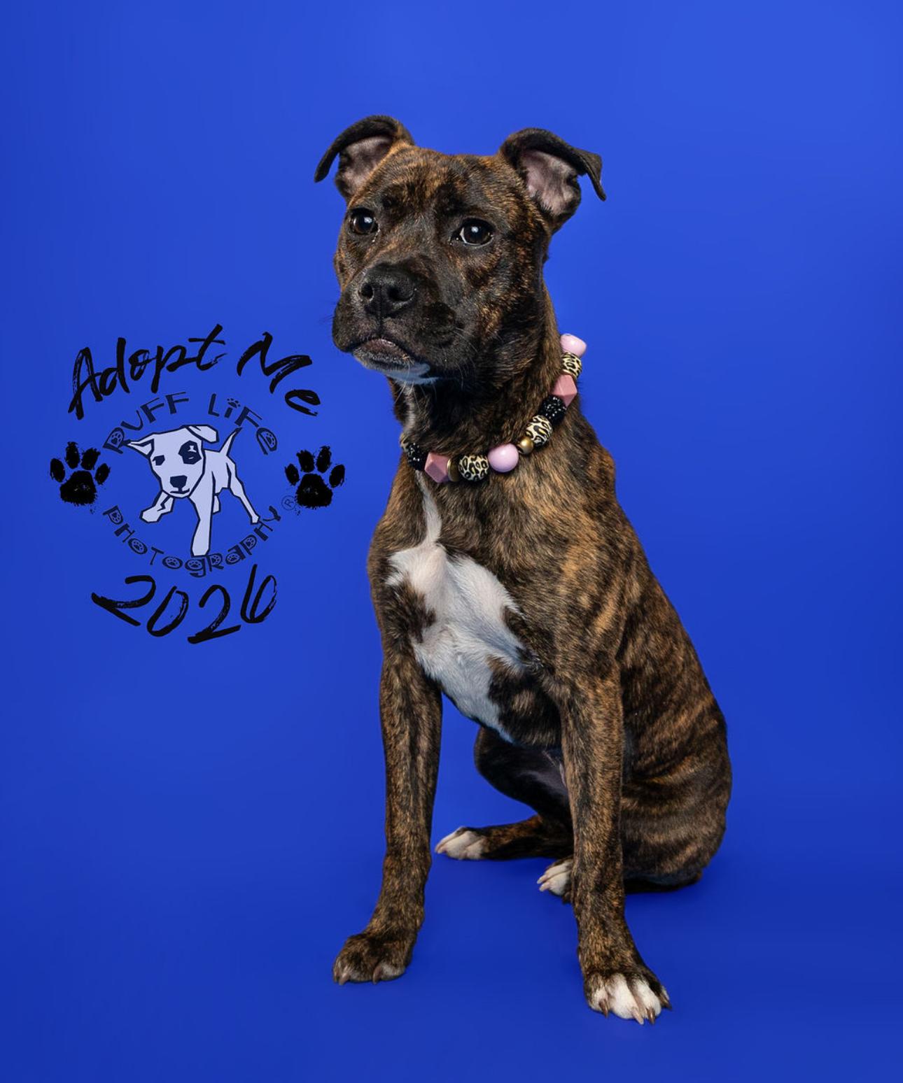 Enlarge Henrietta, a Adoptable Pit Bull Terrier in Troy, MI image 6/6