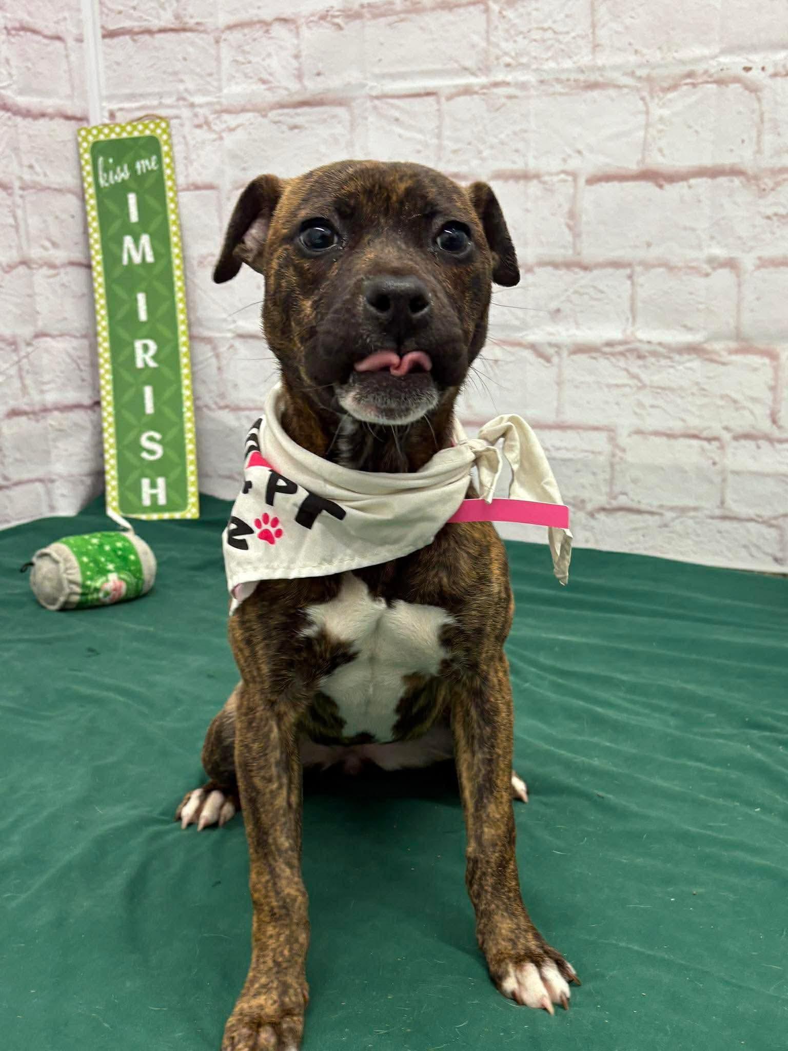 Enlarge Henrietta, a Adoptable Pit Bull Terrier in Troy, MI image 6/6