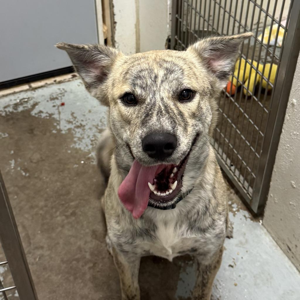 Dog for adoption Cricket, a Mixed Breed in Chippewa Falls, WI Petfinder