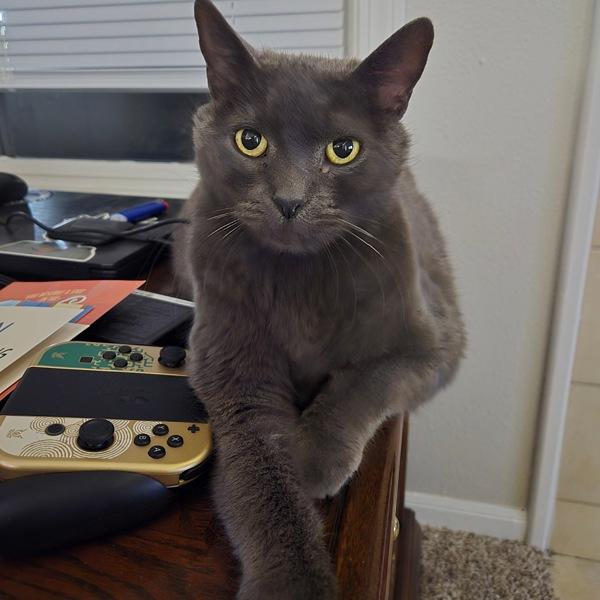 Flint, Adoptable, Adult Male Domestic Short Hair.