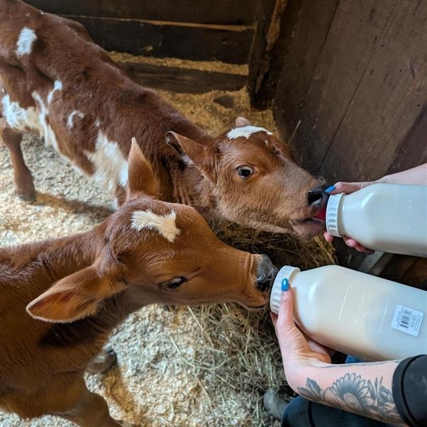 Enlarge Cupid and Cosmo, an adoptable Jersey in Cooperstown, NY image 4/4