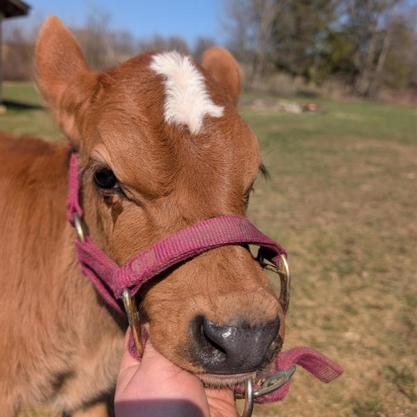 Enlarge Cupid and Cosmo, an adoptable Jersey in Cooperstown, NY image 3/4