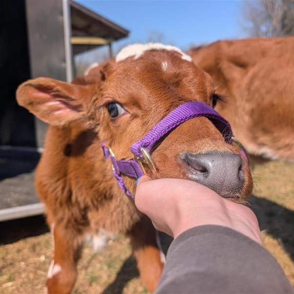 Enlarge Cupid and Cosmo, an adoptable Jersey in Cooperstown, NY image 2/4